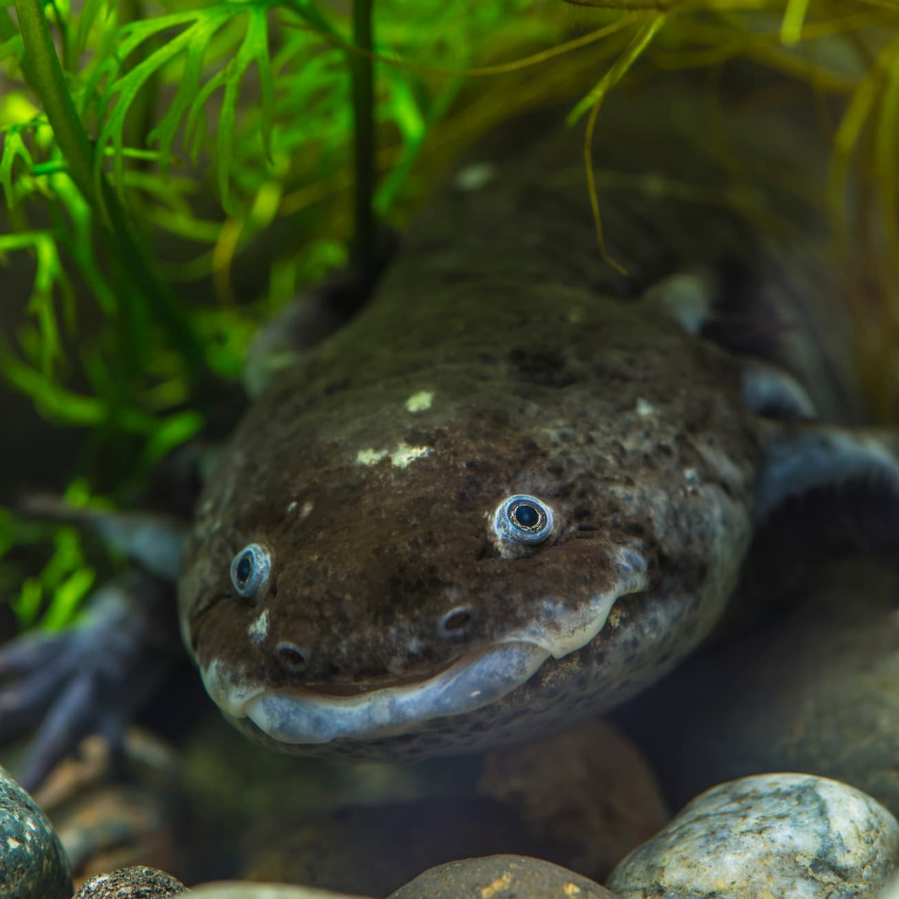 The Minecraft Effect: Why the World’s Most Popular Pet is Going Extinct in the Wild